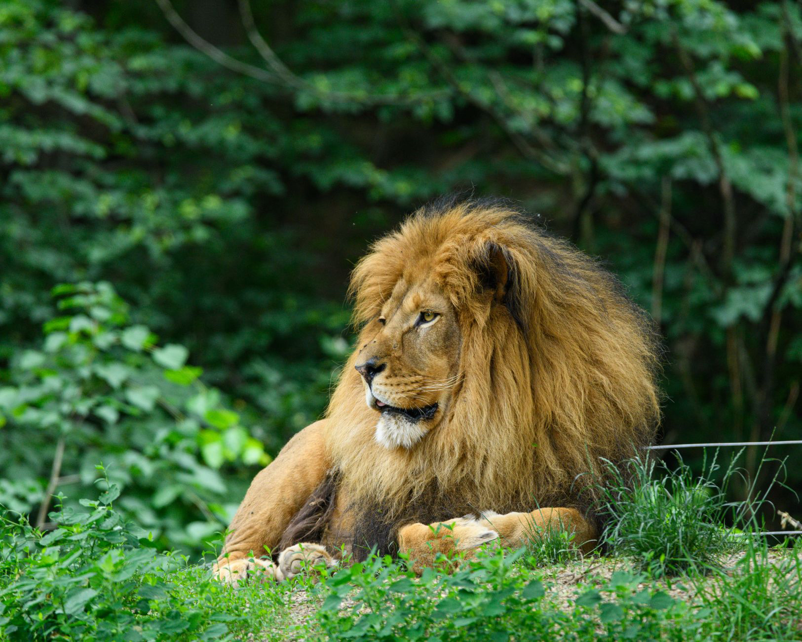 The Lion of the Tribe of Judah